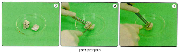 (בספר שלוש תמונות, היעזר במנחה)